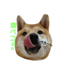 柴犬 こたろう1（個別スタンプ：13）