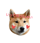 柴犬 こたろう1（個別スタンプ：14）