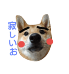 柴犬 こたろう1（個別スタンプ：15）