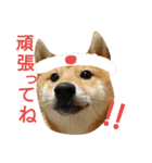 柴犬 こたろう1（個別スタンプ：16）