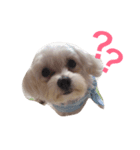 Dog Nick（個別スタンプ：1）