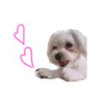 Dog Nick（個別スタンプ：2）