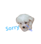 Dog Nick（個別スタンプ：3）