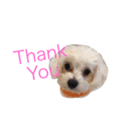 Dog Nick（個別スタンプ：5）