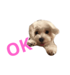 Dog Nick（個別スタンプ：6）