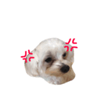 Dog Nick（個別スタンプ：7）