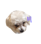 Dog Nick（個別スタンプ：8）
