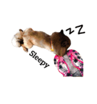 Coco the amazing dog（個別スタンプ：1）