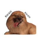 Coco the amazing dog（個別スタンプ：2）