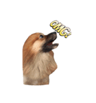 Coco the amazing dog（個別スタンプ：3）