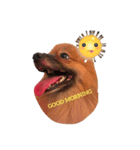 Coco the amazing dog（個別スタンプ：4）