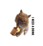 Coco the amazing dog（個別スタンプ：5）