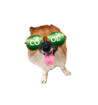 Coco the amazing dog（個別スタンプ：6）