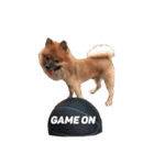 Coco the amazing dog（個別スタンプ：7）