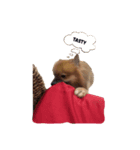 Coco the amazing dog（個別スタンプ：8）