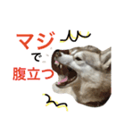 ハスキーとグレピレ3（個別スタンプ：1）