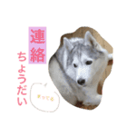 ハスキーとグレピレ3（個別スタンプ：4）
