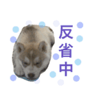 ハスキーとグレピレ3（個別スタンプ：5）