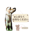 ハスキーとグレピレ3（個別スタンプ：8）