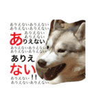 ハスキーとグレピレ3（個別スタンプ：10）