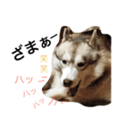 ハスキーとグレピレ3（個別スタンプ：12）