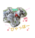 ハスキーとグレピレ3（個別スタンプ：15）