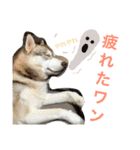 ハスキーとグレピレ3（個別スタンプ：16）