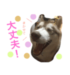 ハスキーとグレピレ3（個別スタンプ：19）