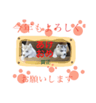 ハスキーとグレピレ3（個別スタンプ：23）