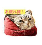 wagakow（個別スタンプ：12）