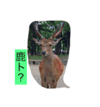 wagakow（個別スタンプ：15）