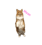 ハッピーまねきねこのみみちゃん♡（個別スタンプ：2）