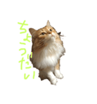 ハッピーまねきねこのみみちゃん♡（個別スタンプ：6）