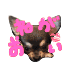 TwithPYN（個別スタンプ：11）