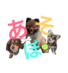 TwithPYN（個別スタンプ：15）
