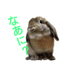 ワンコになりたいうさぎ 02（個別スタンプ：1）