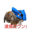ワンコになりたいうさぎ 02（個別スタンプ：2）