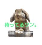 ワンコになりたいうさぎ 02（個別スタンプ：3）