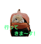 ワンコになりたいうさぎ 02（個別スタンプ：5）