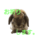 ワンコになりたいうさぎ 02（個別スタンプ：6）