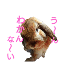 ワンコになりたいうさぎ 02（個別スタンプ：7）