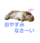 ワンコになりたいうさぎ 02（個別スタンプ：8）