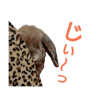ワンコになりたいうさぎ 02（個別スタンプ：9）