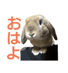 ワンコになりたいうさぎ 02（個別スタンプ：10）