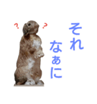 ワンコになりたいうさぎ 02（個別スタンプ：11）