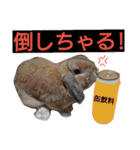 ワンコになりたいうさぎ 02（個別スタンプ：12）