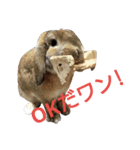 ワンコになりたいうさぎ 02（個別スタンプ：13）
