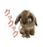 ワンコになりたいうさぎ 02（個別スタンプ：15）