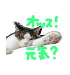 白サバ＆黒猫（個別スタンプ：1）