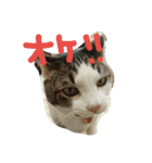 白サバ＆黒猫（個別スタンプ：2）
